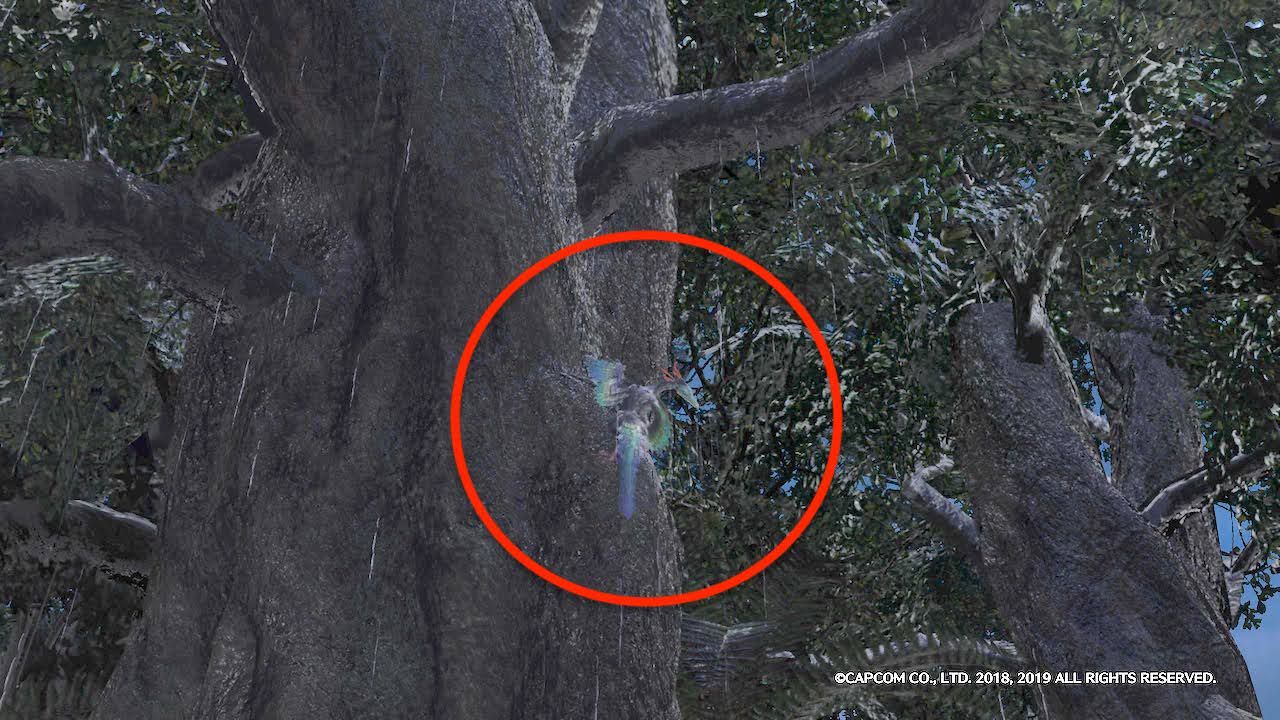 調査協力 シンリンシソチョウの捕獲 のクリア方法 シンリンシソチョウの捕まえ方 Mhwアイスボーン モンハンを喰らう